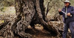 کشف قدیمی‌ترین درخت زیتون جهان با عمر ۱۱۰۰ سال در لبنان