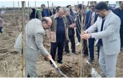 کاشت ۱۱۸ هزار اصله نهال توسط شهرداری های استان گلستان