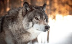 نتیجه یک مطالعه علمی: گرگ‌ها می‌توانند صدای انسان‌ها را تشخیص دهند