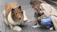 مردی در ژاپن با ۱۳ هزار یورو هزینه خود را به شکل سگ درآورد