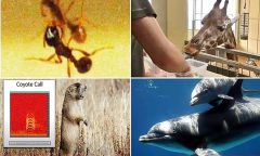 چند حقیقت شگفت انگیز درباره هوش حیوانات